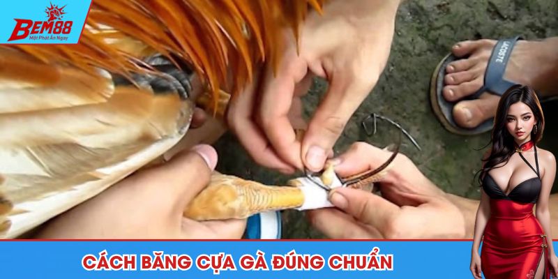 Cách băng cựa gà chỉ gói gọn trong 3 bước đơn giản