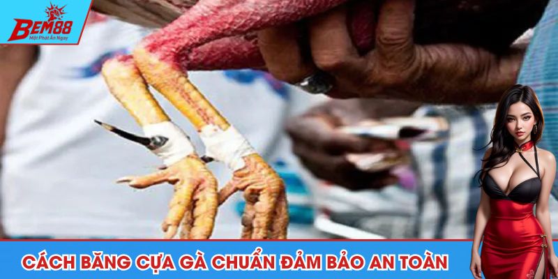 Cách băng cựa gà