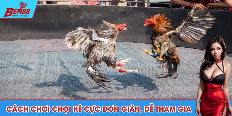 Cách chơi chọi kê cực đơn giản, dễ tham gia