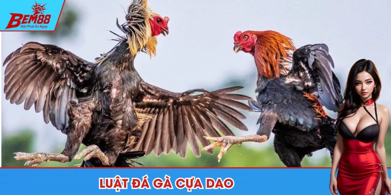 Chia sẻ luật chơi chọi gà cựa dao chi tiết