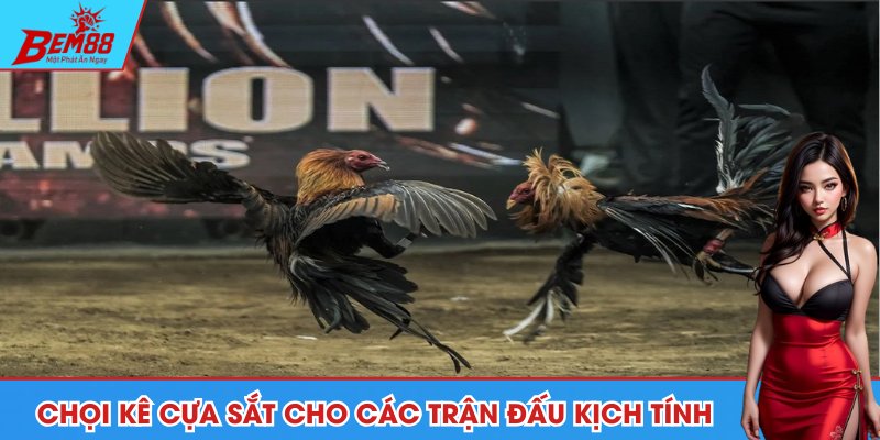 Chọi kê cựa sắt cho các trận đấu kịch tính