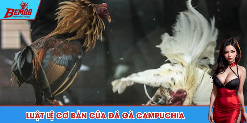 Đá gà Campuchia là gì và các quy tắc quan trọng