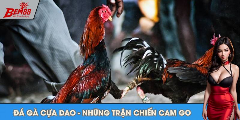 Đá gà cựa dao