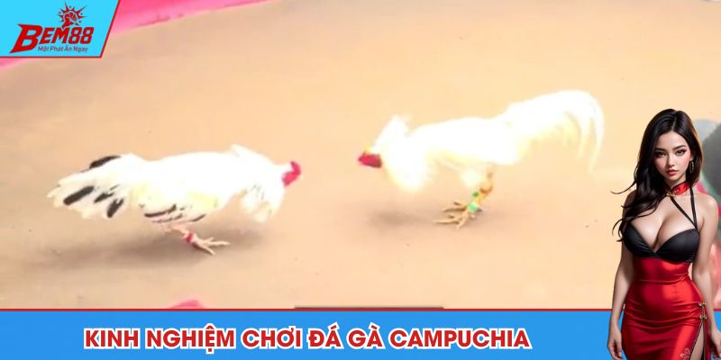 Tổng hợp vài lưu ý khi tham gia đá gà Campuchia cho người mới